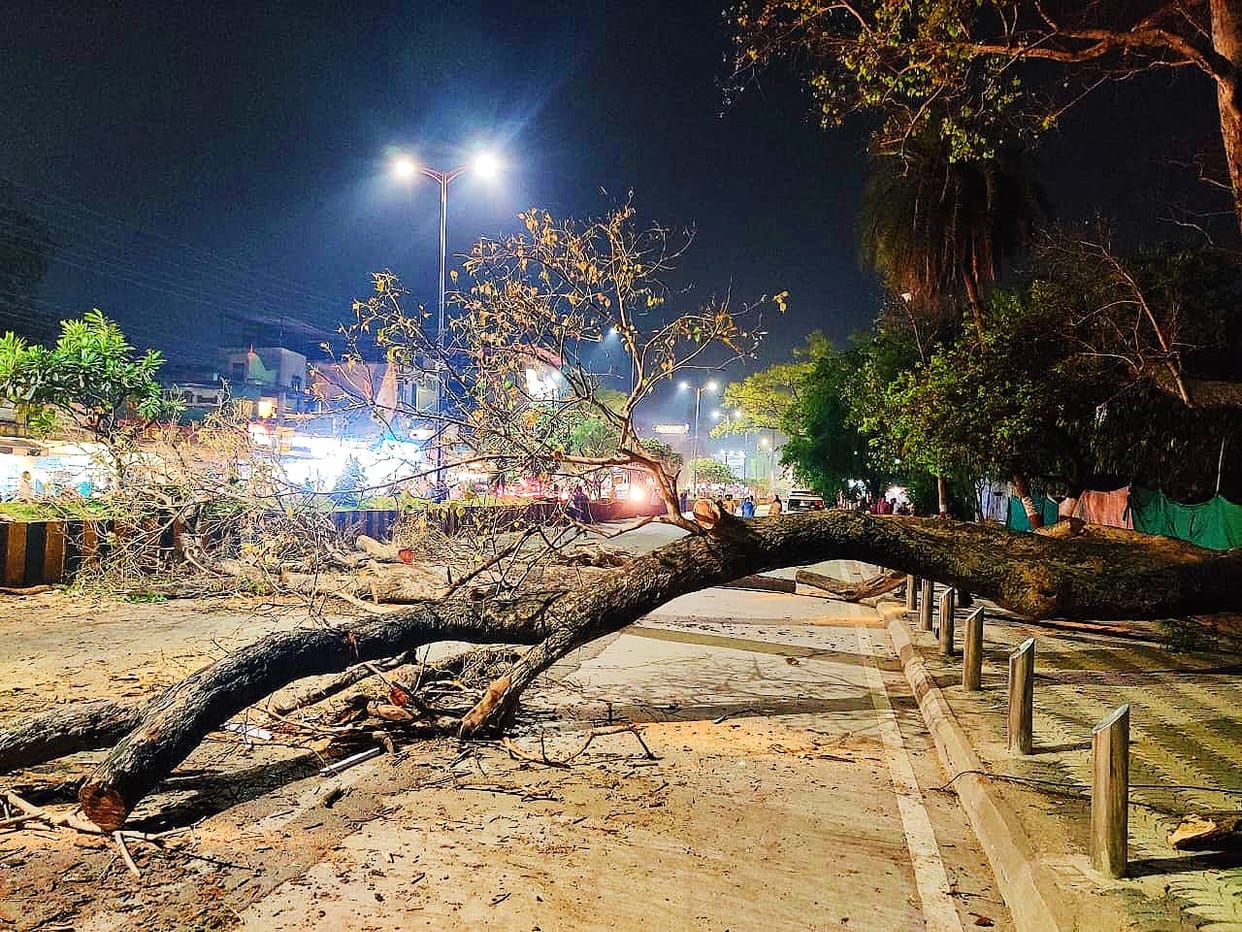 Indore: An old tree fell on Indore's Airport Road, four injured, two in critical condition