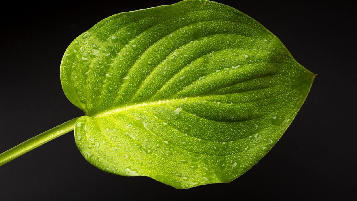Betel leaf aka Paan ke patte removes obstacles in work know what is the right solution
