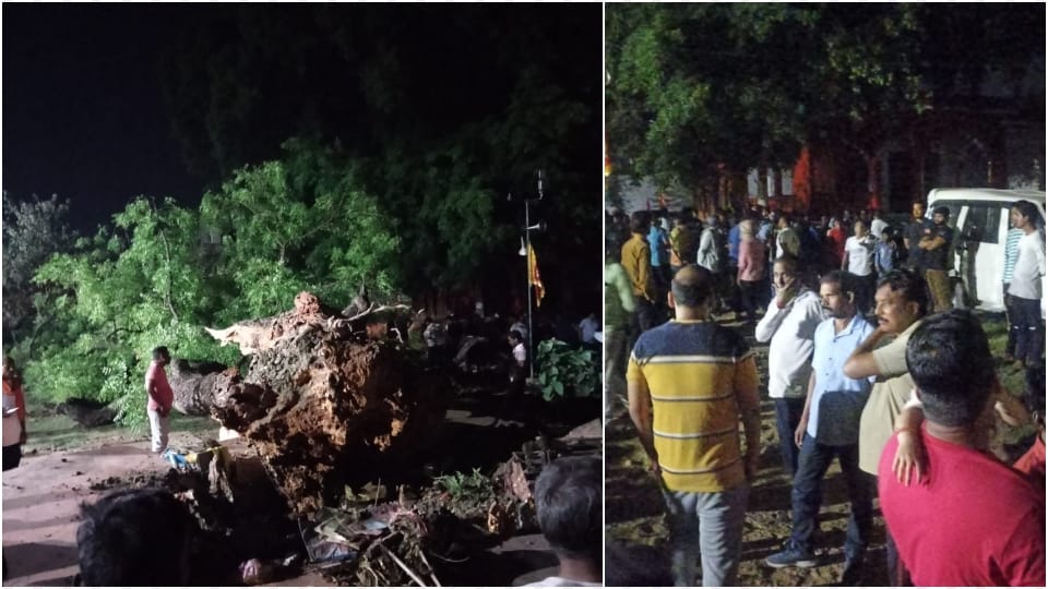 A tree branch fell on people sitting in temple premises two including a former councilor died three injured