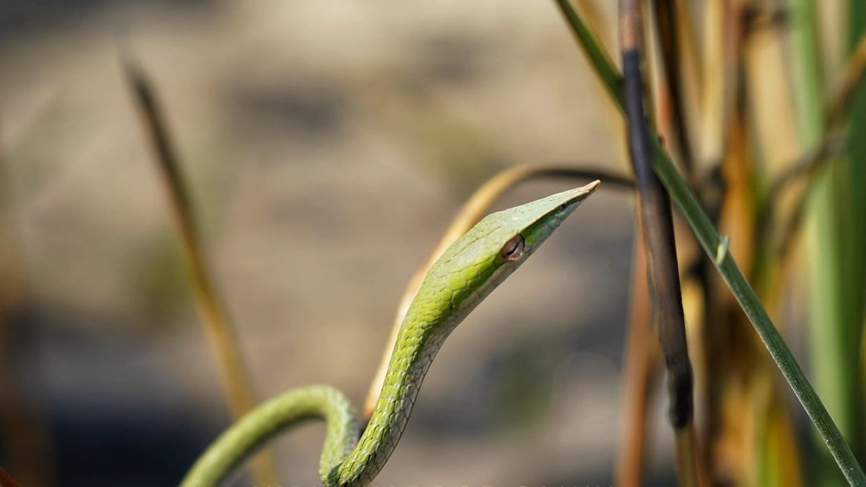 Rare long mouthed snake found in Dudhwa Tiger Reserve
