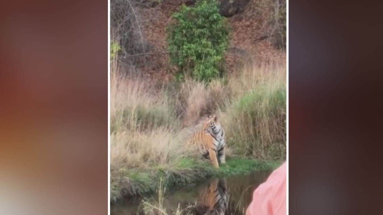 Sidhbaba tiger seen in Tala zone of Bandhavgarh Tiger Reserve, tourists thrilled