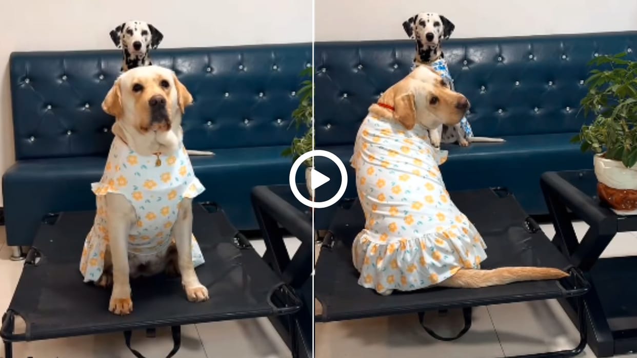 dog did a photoshoot by giving many poses video went viral in hindi