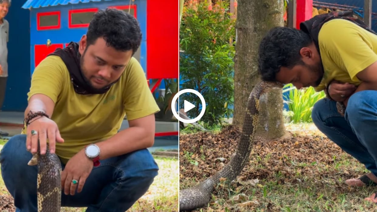 A man was seen controlling a dangerous cobra with his eyes in hindi