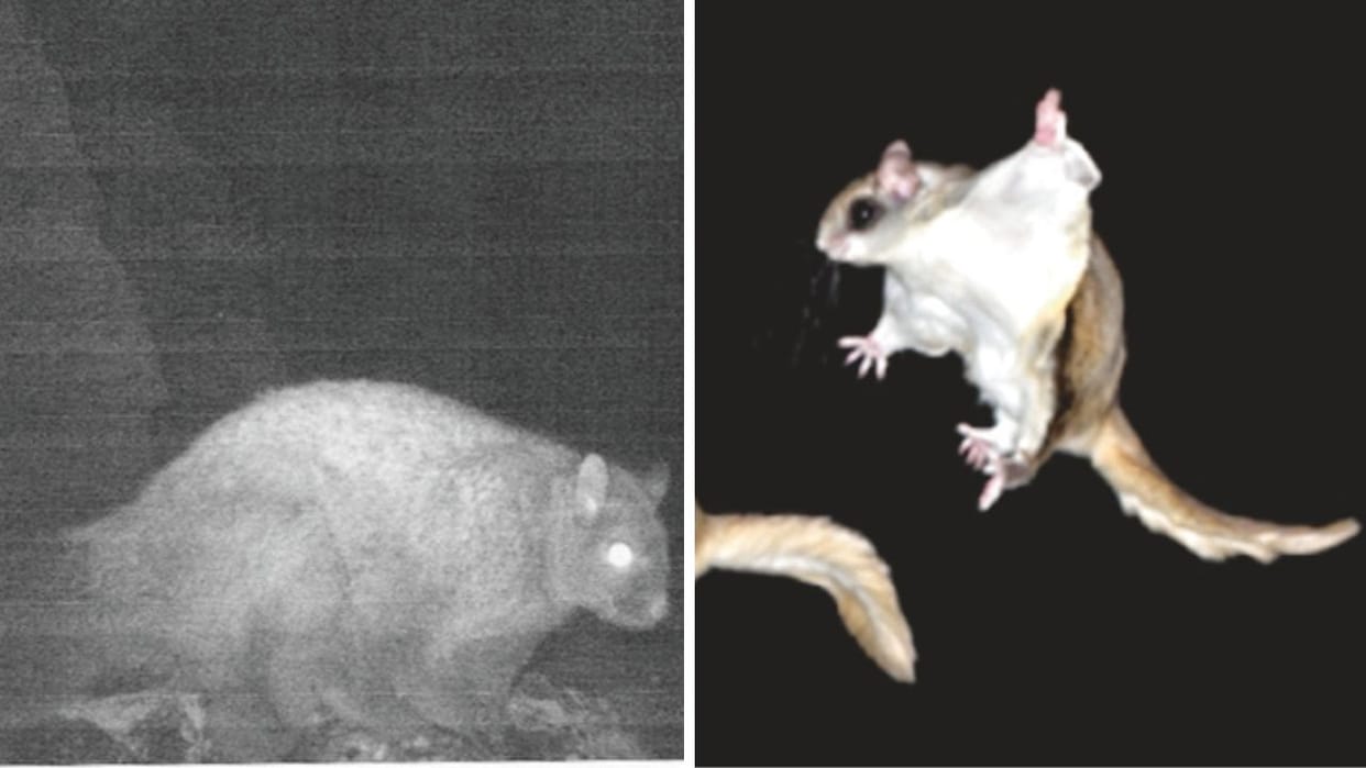 Himachal Rare woolly flying squirrel found in Lahaul believed to be a factory that lives for seven decades
