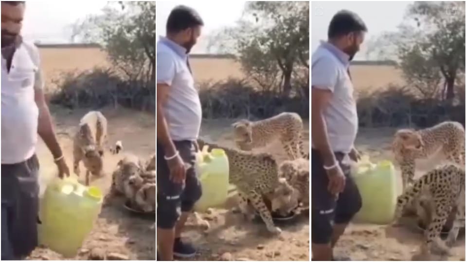 MP Kuno Cheetah Man Offers Water in Paraat Cheetah Jwala Responds to Come with Cubs