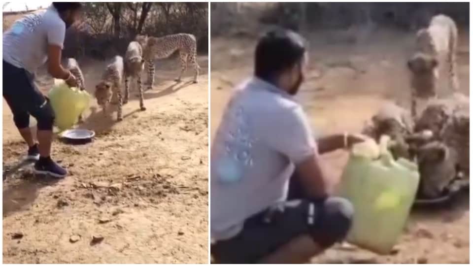 MP Kuno Cheetah Man Offers Water in Paraat Cheetah Jwala Responds to Come with Cubs