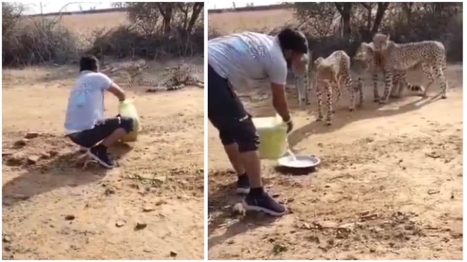 MP Kuno Cheetah Man Offers Water in Paraat Cheetah Jwala Responds to Come with Cubs