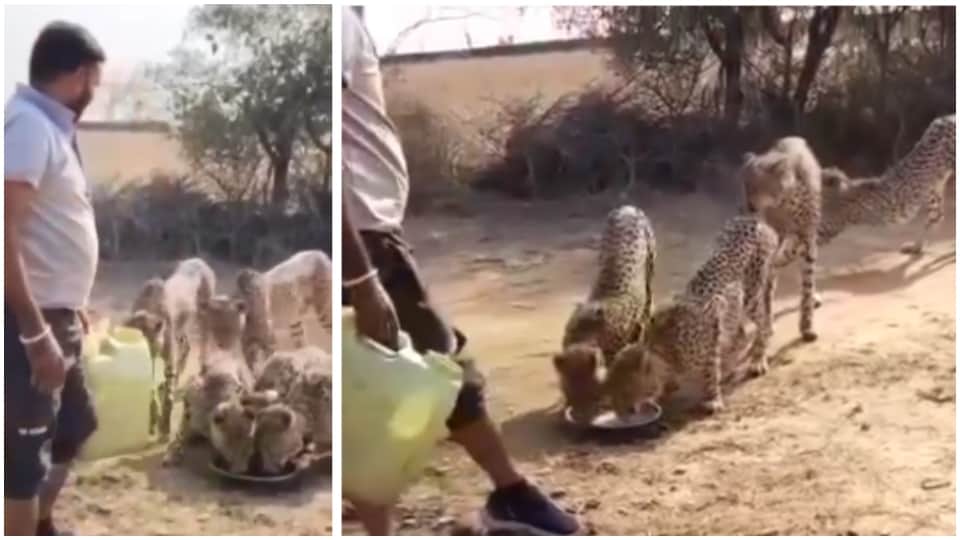 MP Kuno Cheetah Man Offers Water in Paraat Cheetah Jwala Responds to Come with Cubs
