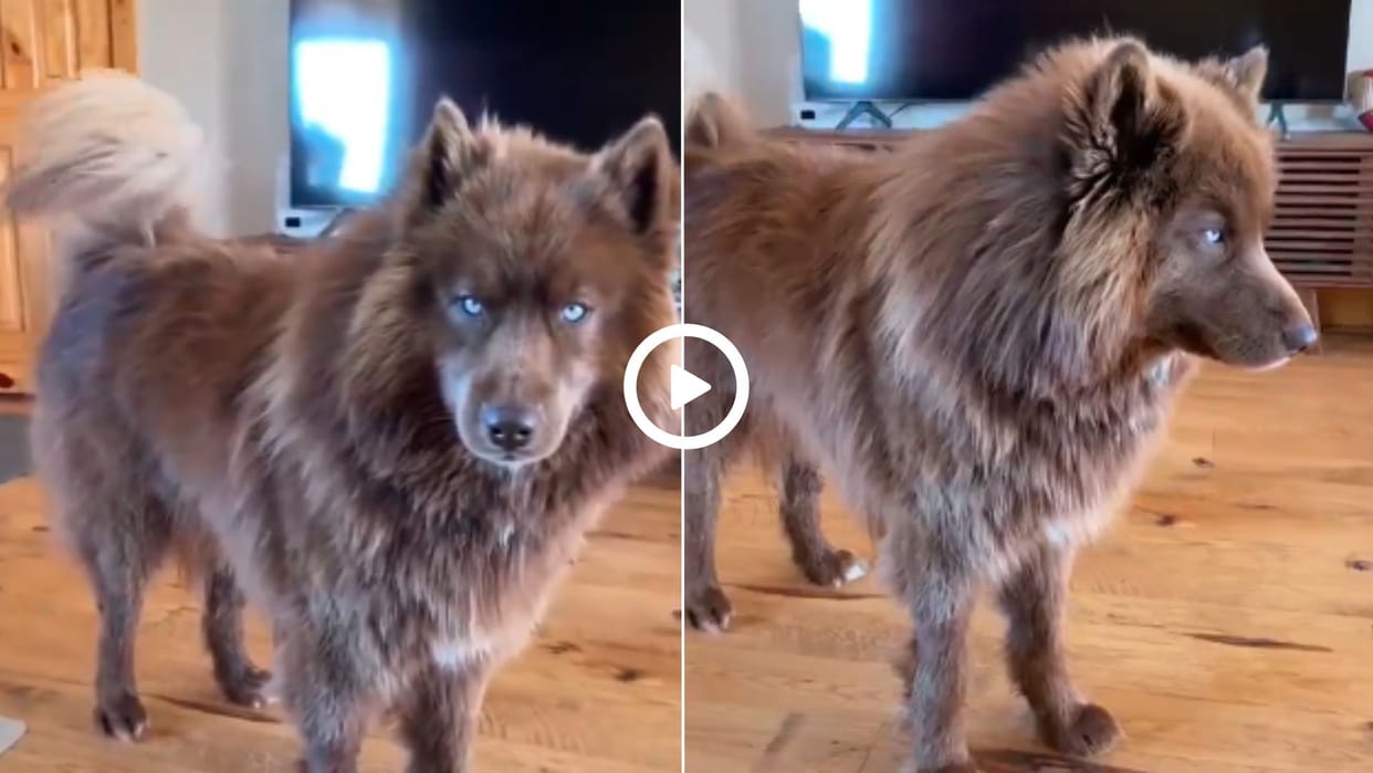 People were impressed by the antics of the blue-eyed dog video went viral in hindi