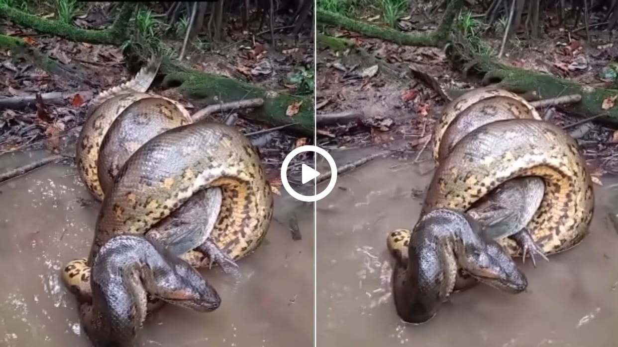 dangerous fight between anaconda and crocodile video went viral