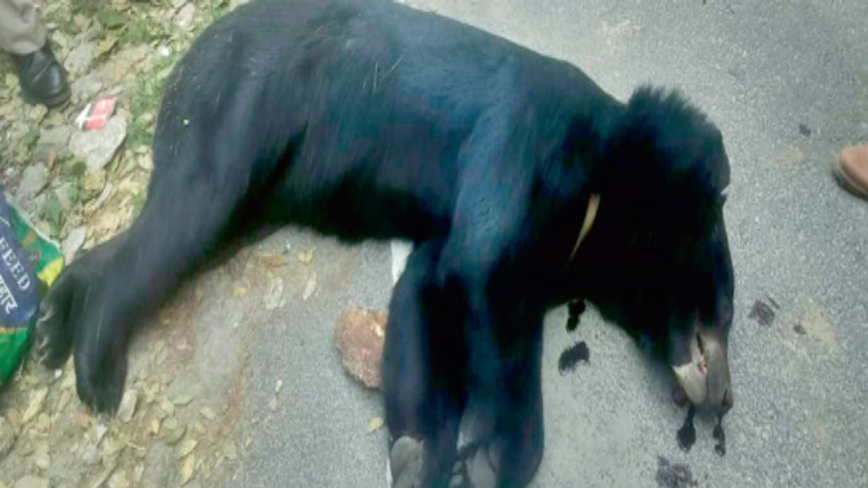 bear found dead on the road in Pattidhank of Kotkhai, case registered against unknown hunters