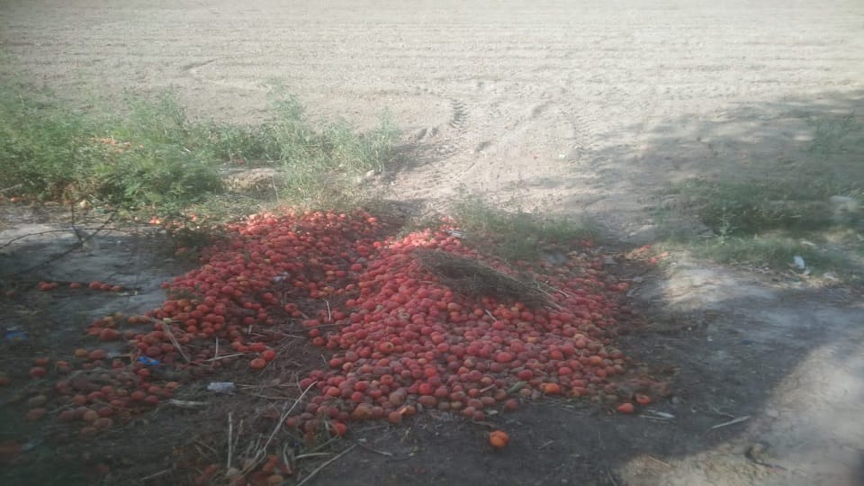 Due to not getting right price farmers ploughed 38 bigha tomato crop in etawah