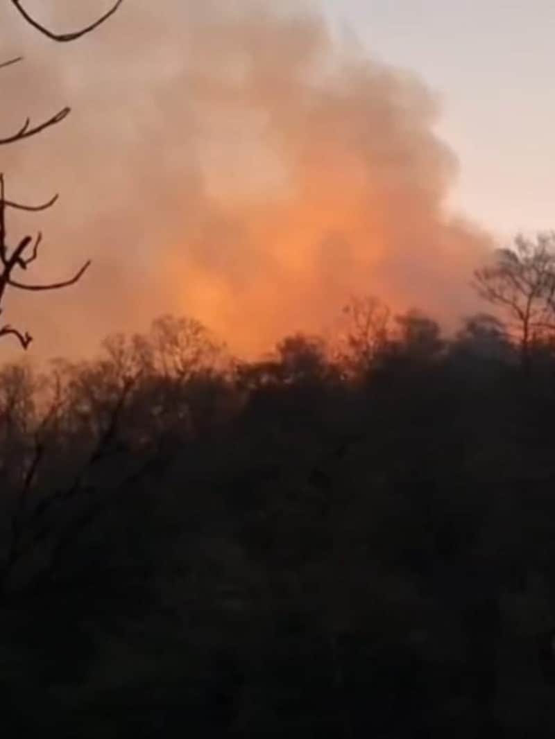 मध्य प्रदेश: पन्ना में उत्तर वन मंडल के विश्रामगंज वीट में लगी भीषण आग