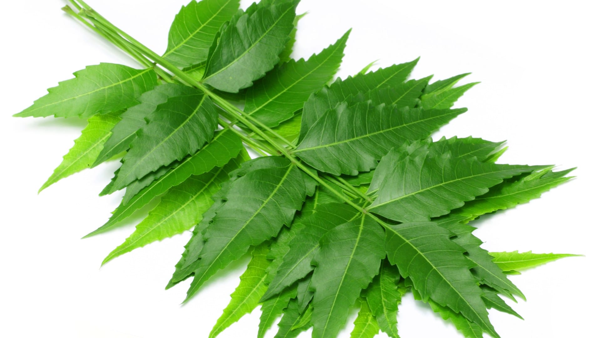Home remedies to repel mosquitoes machar ko kaise bhagaye gharelu upay