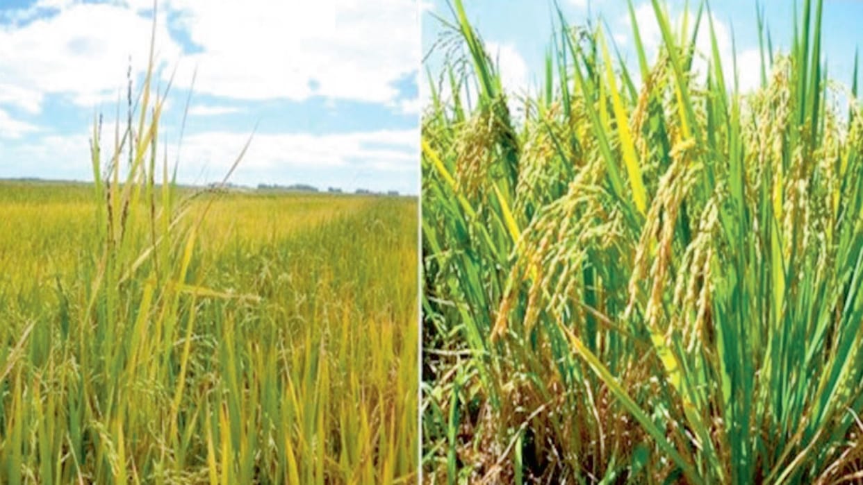 Agriculture: New varieties of paddy will be developed with the help of weeds, revealed in research paper by ag