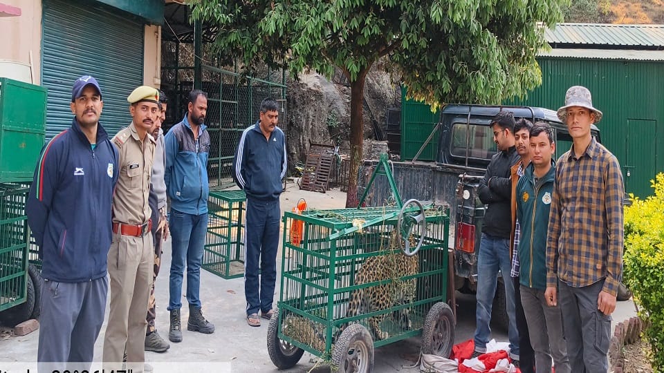 Leopard caged after 12 days in Karnatakakhola almora