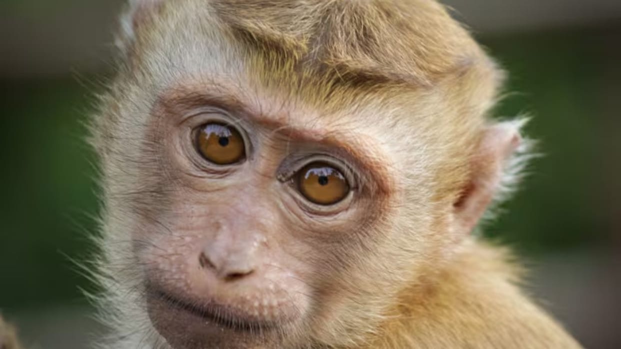 Terror of monkeys continues injections are not being given in PHC public protested