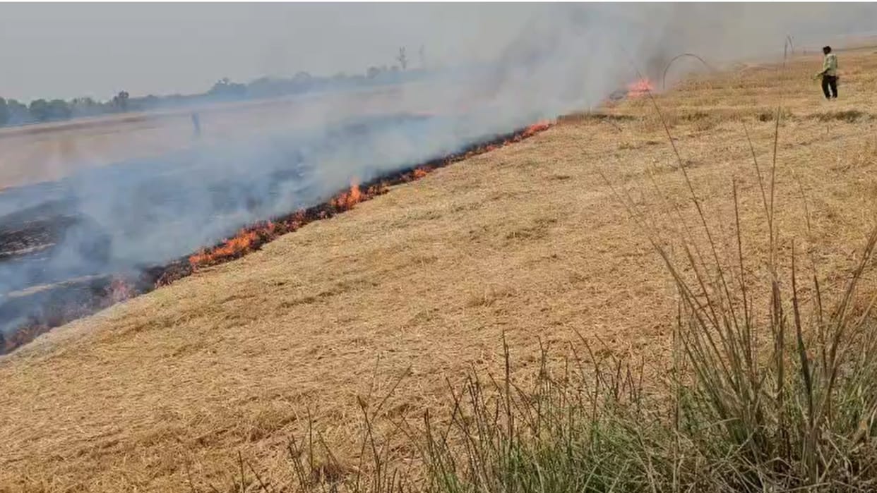 Fire broke out in the field chaos ensued workers controlled it by using tree branches as support