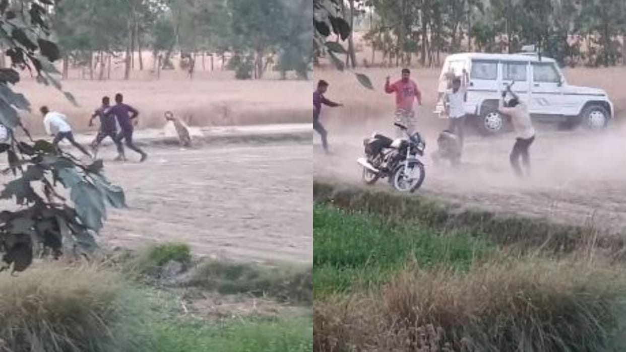 injured leopard became aggressive forest worker attacked it with an axe during rescue in Pilibhit