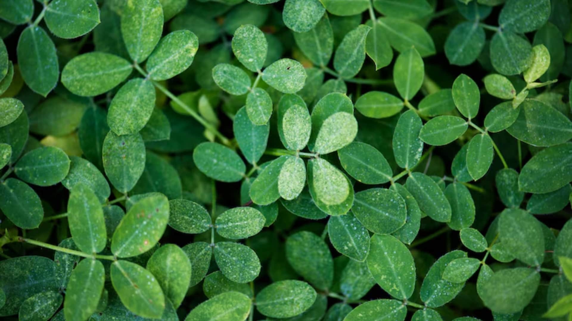 मोरिंगा