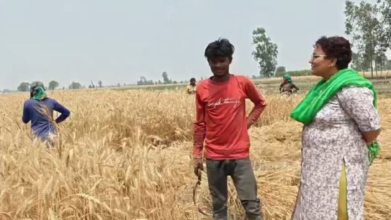 ADM Ritu Poonia harvested wheat crop with the farmers in Pilibhit