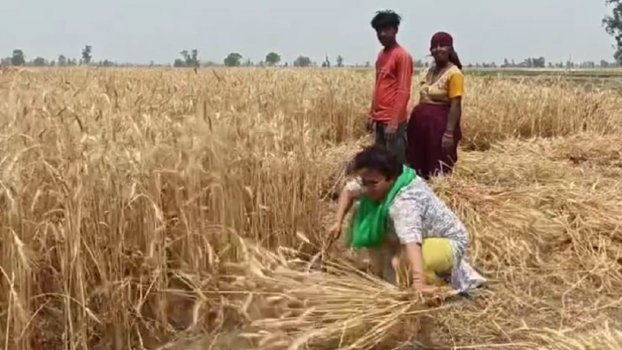 ADM Ritu Poonia harvested wheat crop with the farmers in Pilibhit