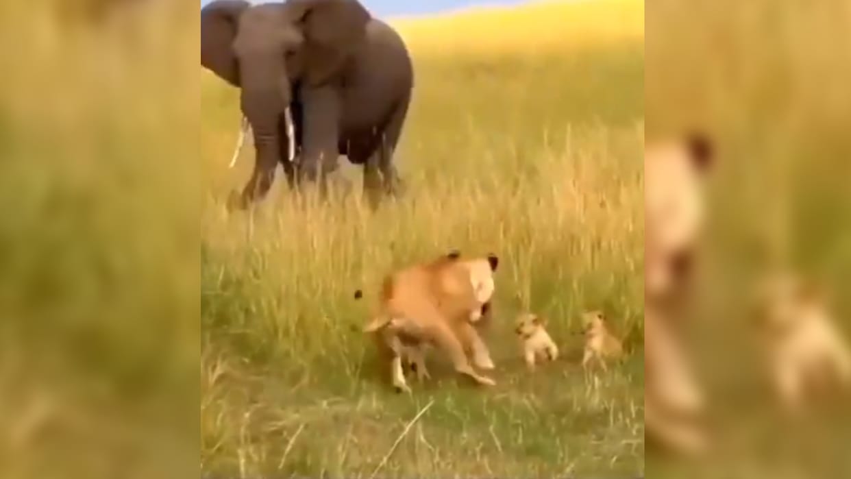 elephant surprise attack on lion but what happened next with her cubs shocked internet watch viral video