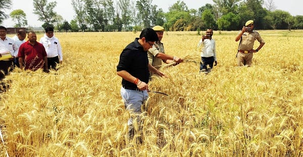 DM arrived to assess estimate of agricultural yield harvested wheat crop in the field also estimated the yield
