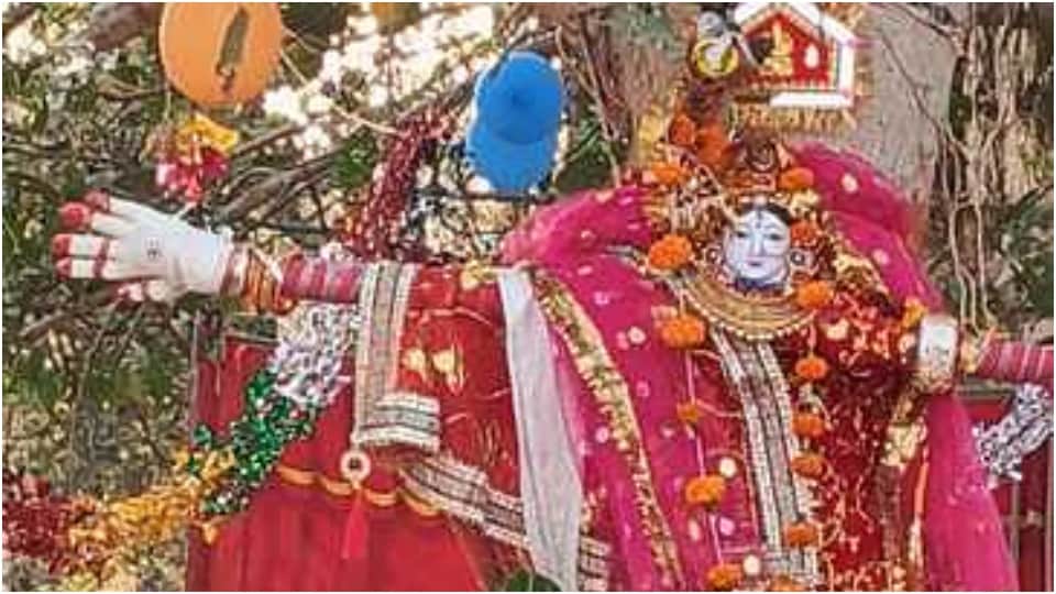 Unique Wedding of Banyan and Peepal trees Udaipur News in Hindi