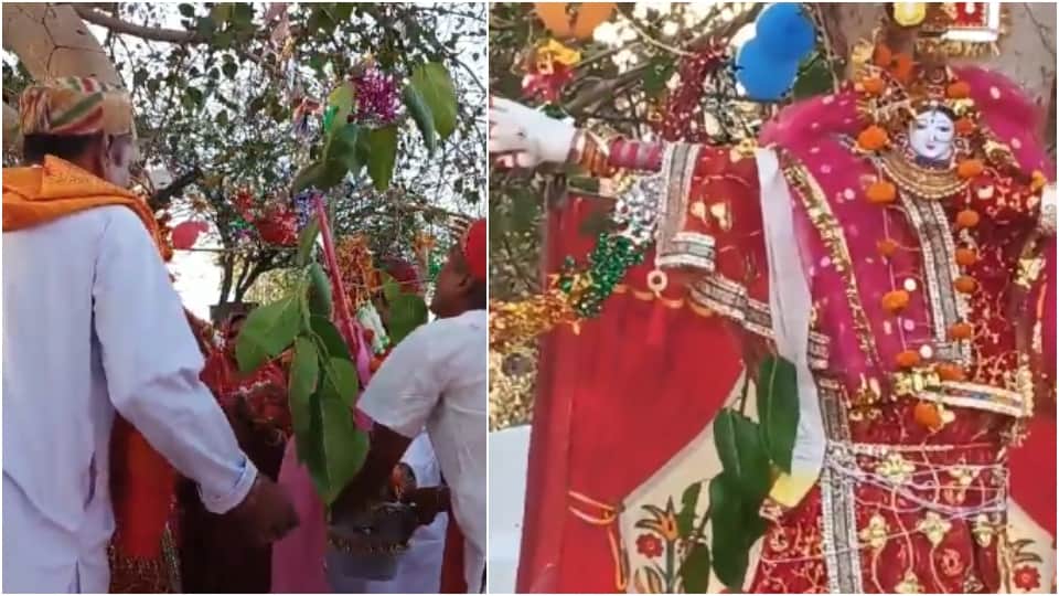 Unique Wedding of Banyan and Peepal trees Udaipur News in Hindi