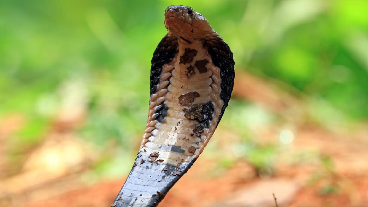Jhansi: Class 12 student dies of snakebite; bitten while sleeping