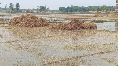 Bihar See picture of Shivhar how wheat crop was destroyed due to storm and rain farmers are worried