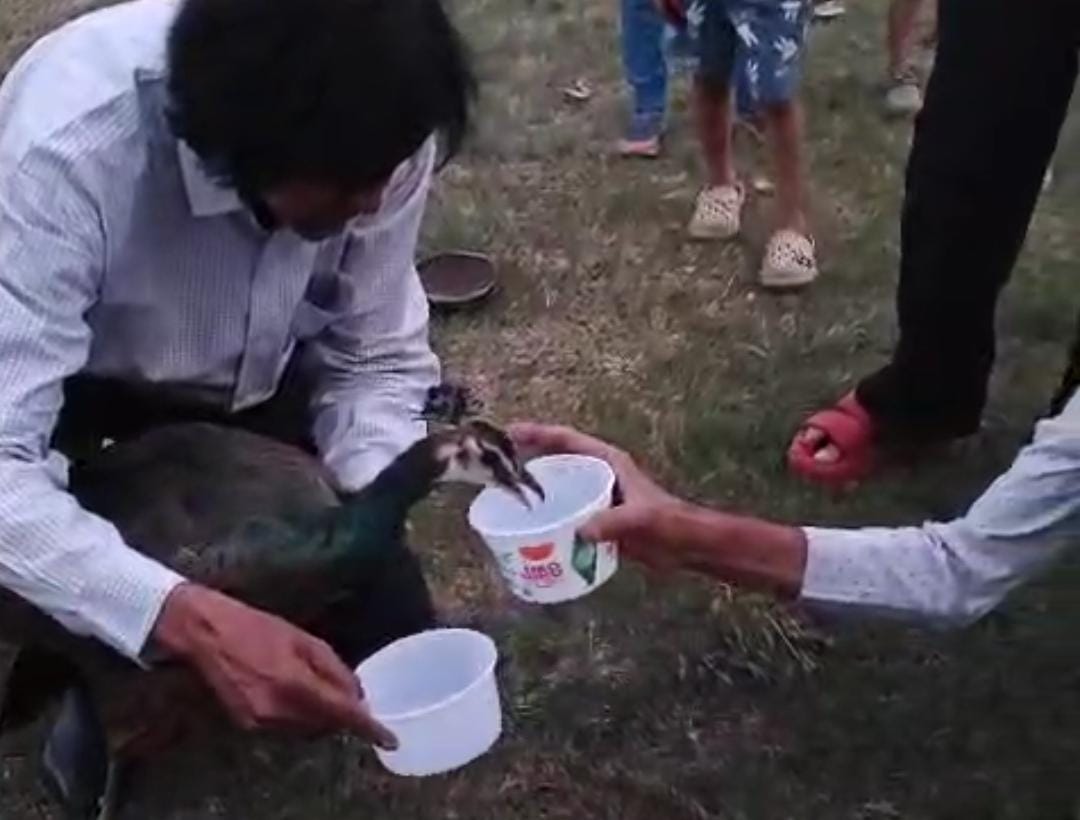 Indore: Four peacocks died in Indore, after postmortem doctors said that they died due to heat stroke