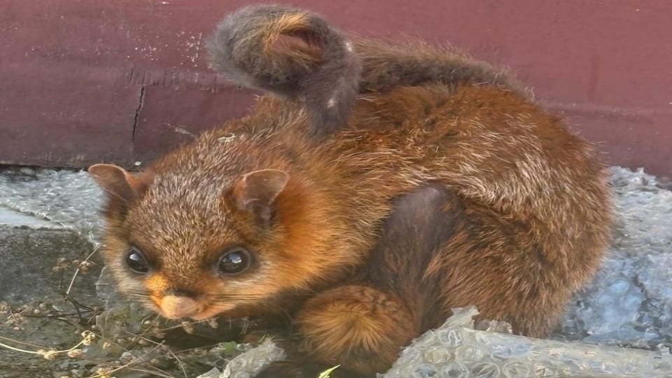 Flying squirrel seen for the first time in Ranikhet