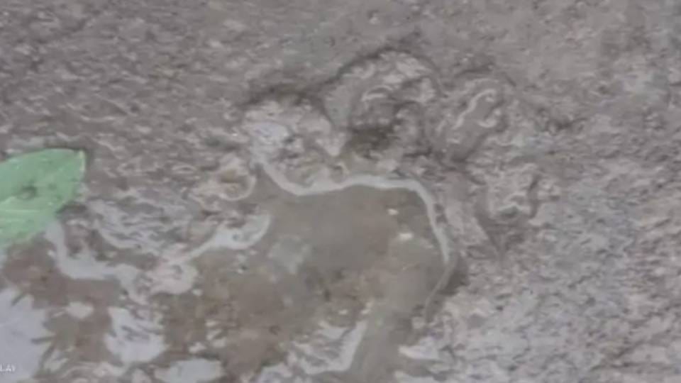 Leopard broke into house by breaking door and devoured goat in Bahraich panic prevailed among villagers
