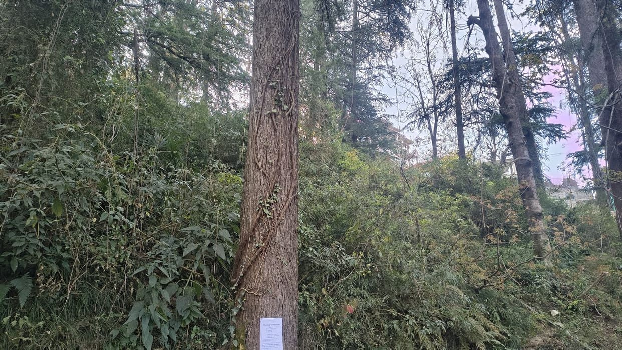 Himachal Shimla Cedar trees name of poisonous vines Versicaria pefolata weakening the roots of trees