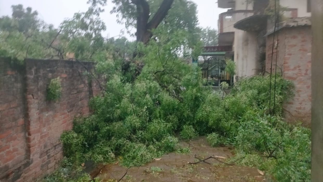 Storm and hurricane caused havoc many trees fell normal life disrupted