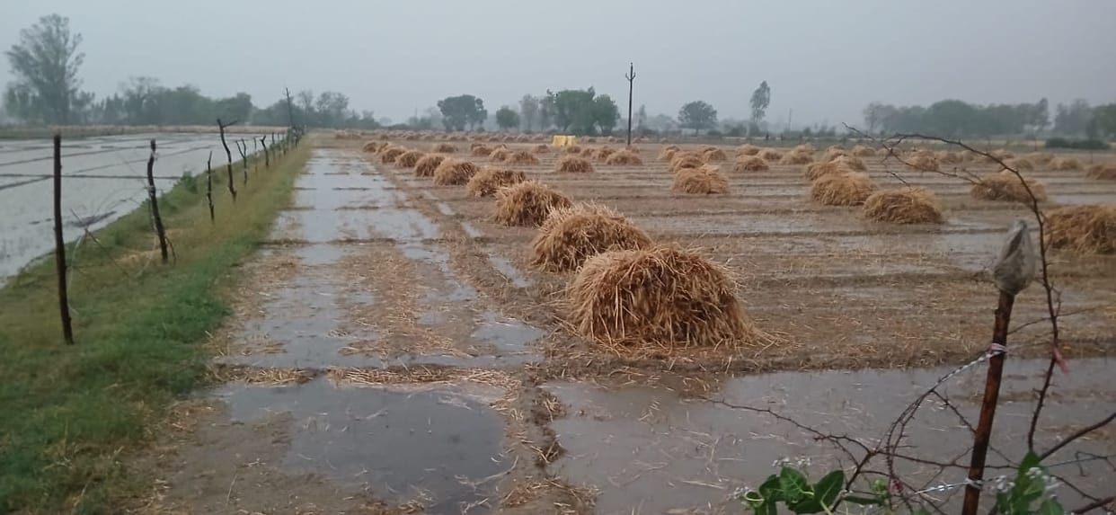 Four months of hard work was wasted due to unseasonal storm and rain wheat bundles filled with water