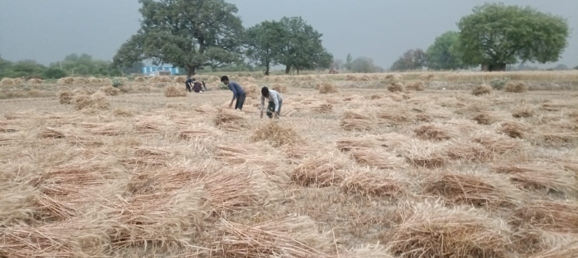 Four months of hard work was wasted due to unseasonal storm and rain wheat bundles filled with water