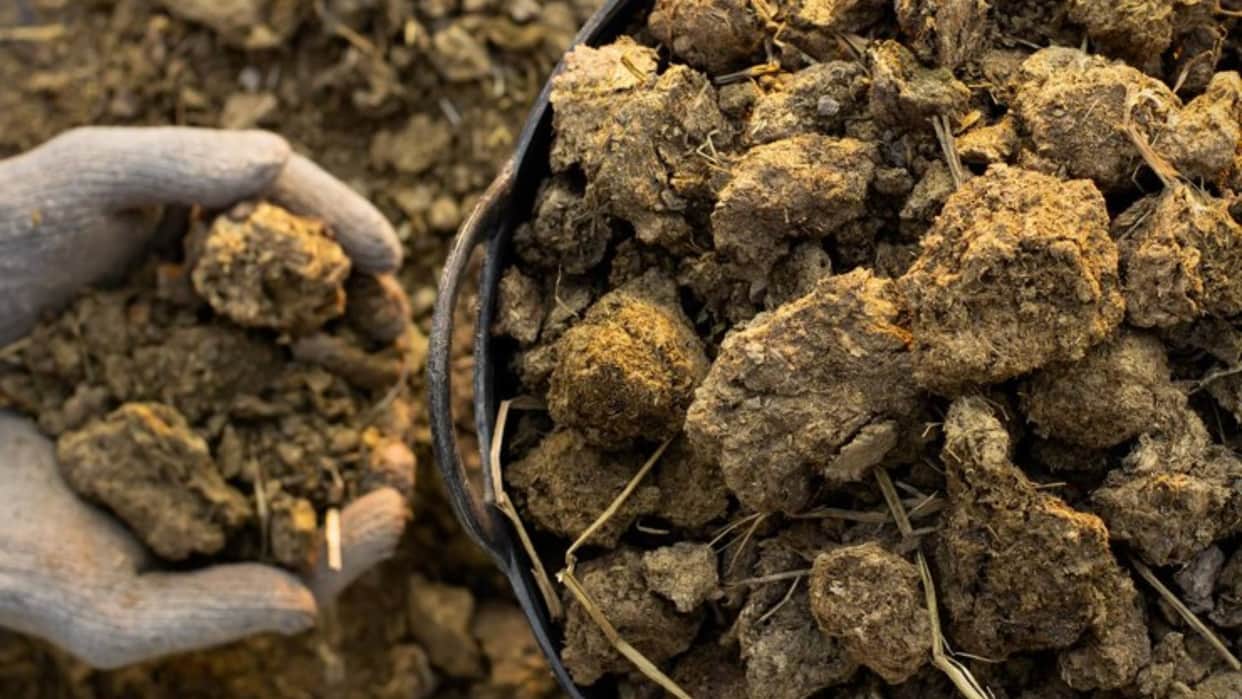 Vastu Tips Why in earlier times cow dung was used to plaster the house What is its religious significance