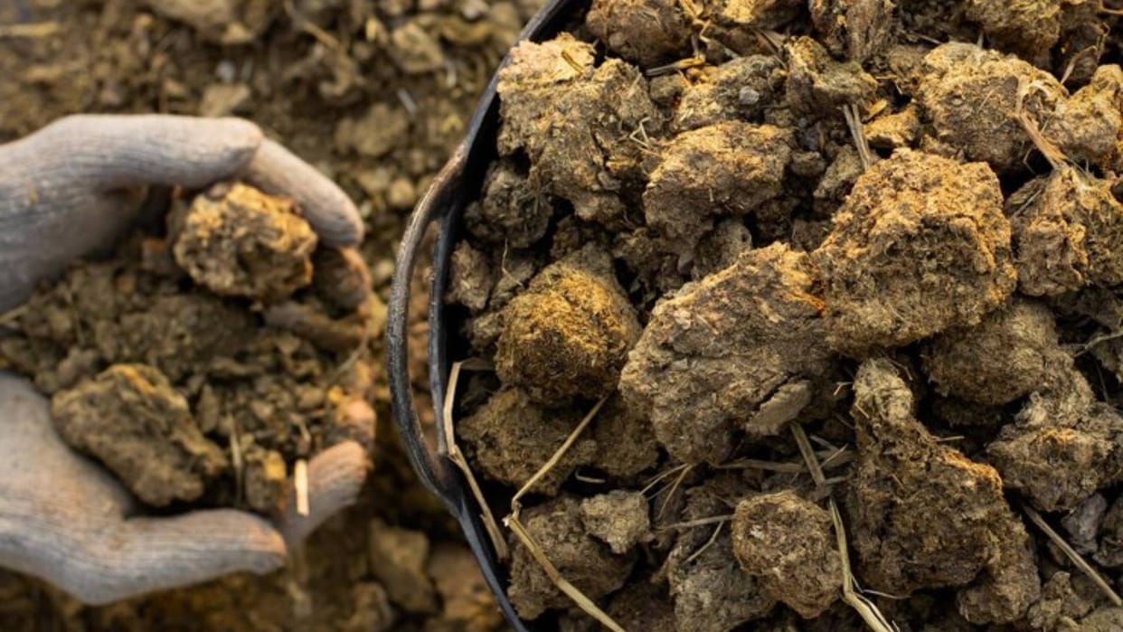 Vastu Tips Why in earlier times cow dung was used to plaster the house What is its religious significance