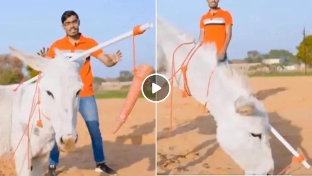Man Using Carrot In Front Of Donkey To Make Funny Reel But The Theory Backfired Funny Video Goes Viral
