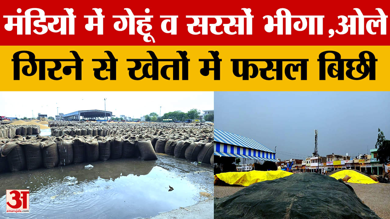 बारिश से मंडियों में गेहूं और सरसों भीगा, तिरपालों के सहारे फसल बचा रहे किसान