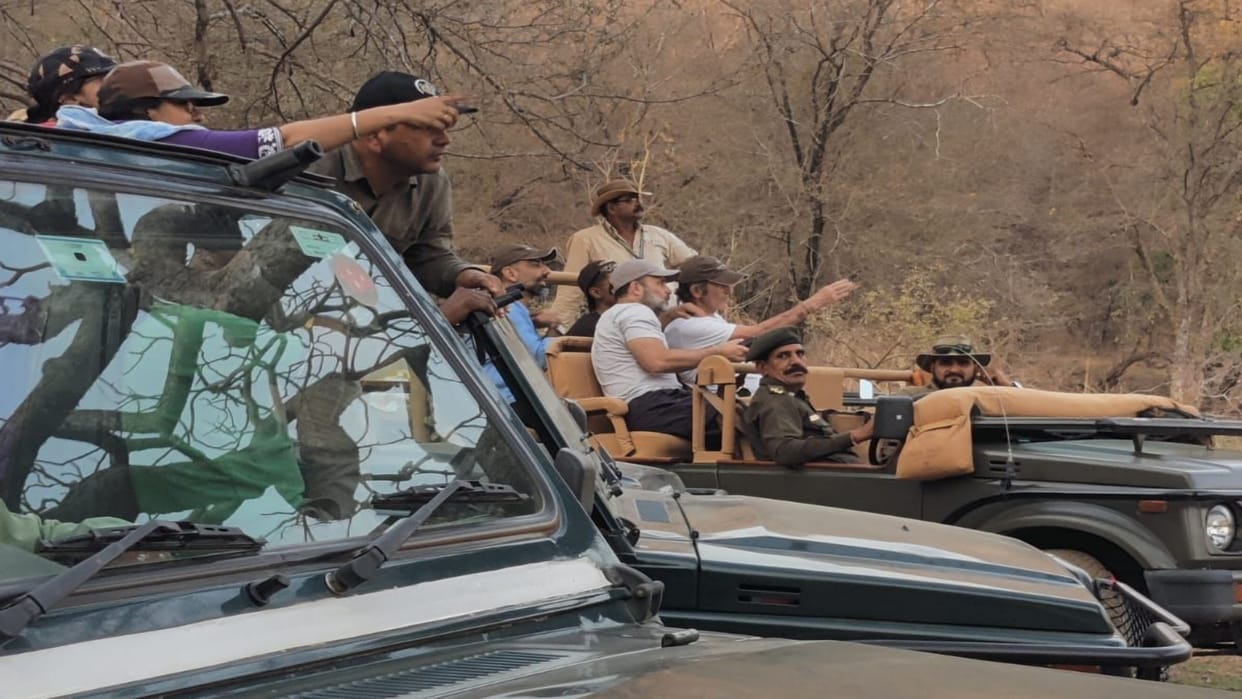 Sawai Madhopur: Rahul reached Ranthambore on tiger safari with foreign guests, enjoyed the antics of tigers