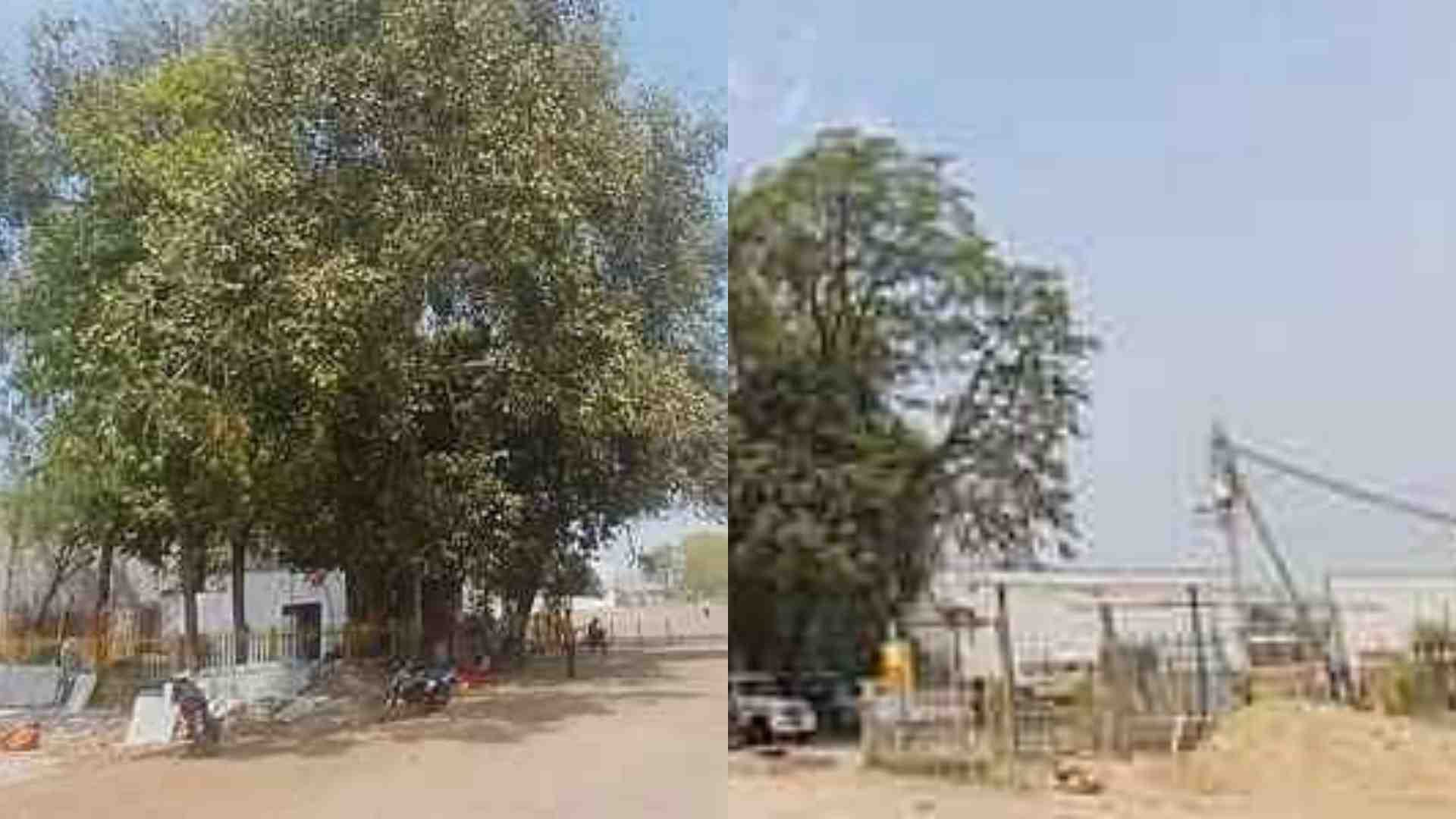 स्टेशन परिसर में खड़े 70 साल पुराने विशाल पेड़।