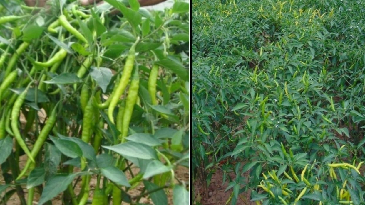 Himachal News Green chilli Agricultural University Palampur has prepared three new varieties