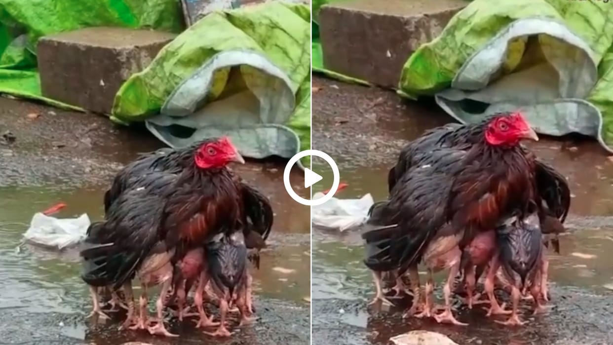 hen kept getting herself wet to save the chicks from the torrential rain in hindi