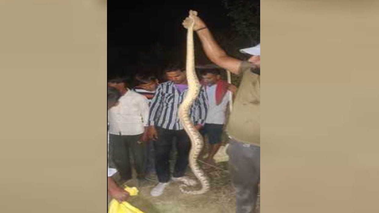 Kannauj: There was a stir in the village after three pythons were found together