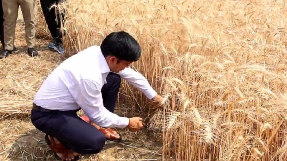Video: scorching heat, DM became a farmer, picked up the sickle and started harvesting wheat