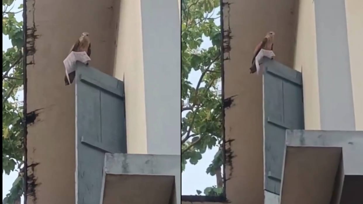 Viral News An eagle snatched the admit card of a person who had come to take the PSC exam